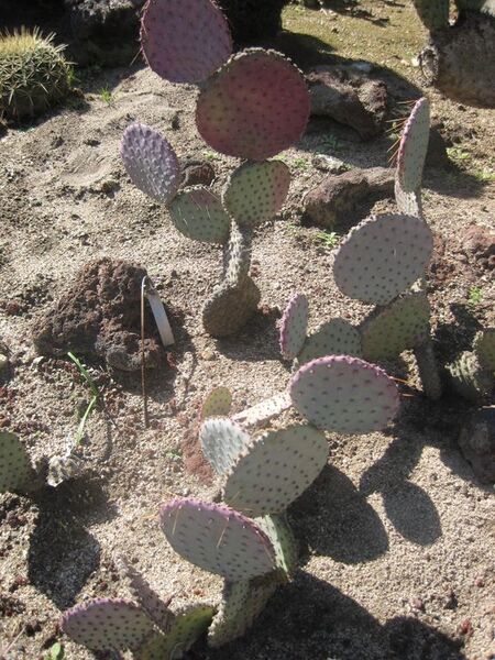 File:576px-IMG 2477 hunt0903.jpg