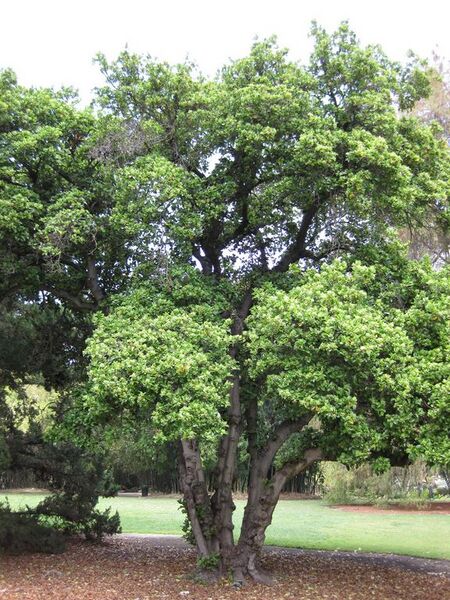 File:576px-IMG 4462 hunt0904.jpg