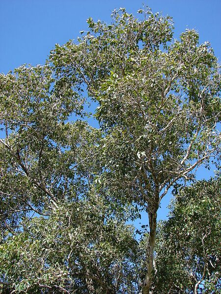 File:576px-Starr 090213-2479 Syzygium cumini.jpg