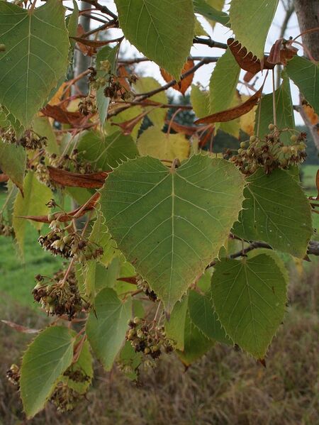 File:768px-Tilia henryana01.jpg