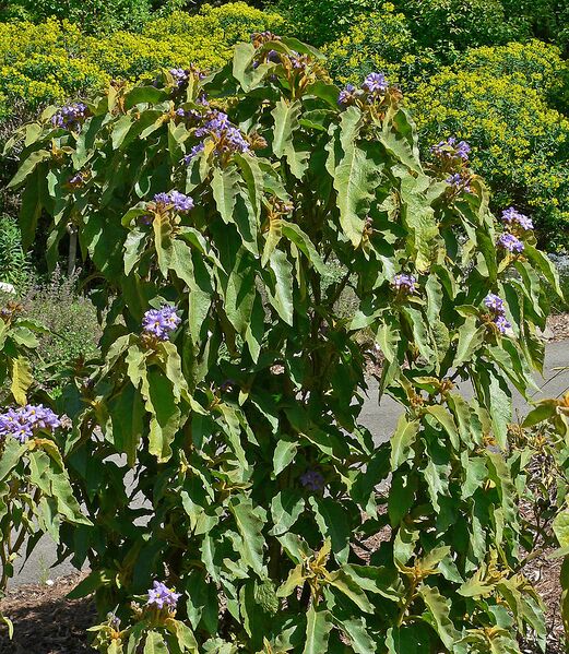 File:890px-Solanum hispidum 1.jpg