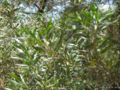 Acacia longifolia