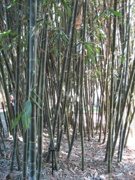 File:Bambusa oldhamii-oldham bamboo-giant timber bamboo-IMG 0577 hunt07.jpg
