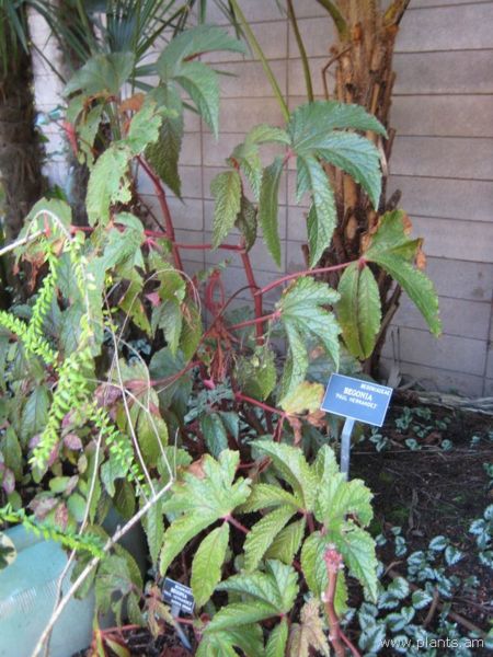 File:Begonia-paul hernandez-IMG 7639 sfbg0308.jpg
