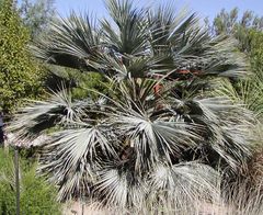 Brahea armata (young plant)
