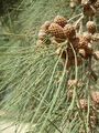 Casuarina cunninghamiana fruit and leaves