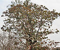 tree in Kolkata, West Bengal, India.