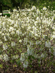 Fothergilla gardenii