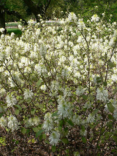 Fothergilla gardenii