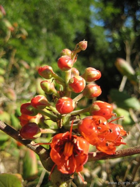 File:Greyia radlkoferi-natal bottlebrush-IMG 8019 sfbg0308.jpg