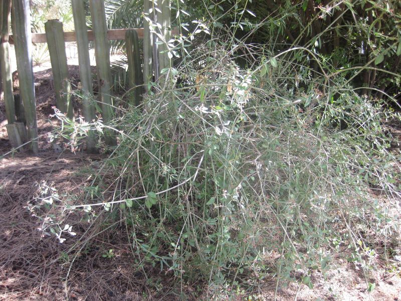 File:IMG 2272 hunt0903.jpg