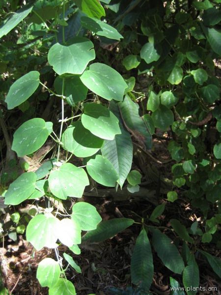 File:Passiflora-sp.-IMG 7784 sfbg0308.jpg