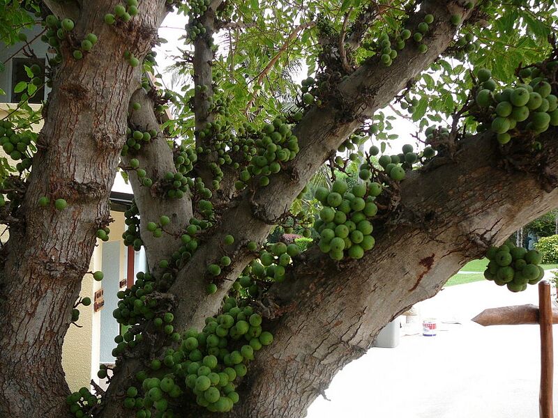 File:1024px-Ficus lutea 0005.jpg