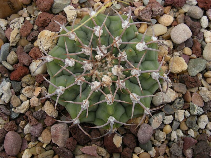 File:1024px-Gymnocalycium ochoterenae ssp. vatteri c-1538 - 01.jpg