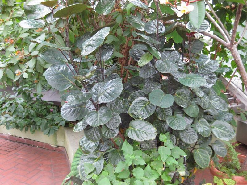 File:1024px-IMG 0972 bbg09.jpg