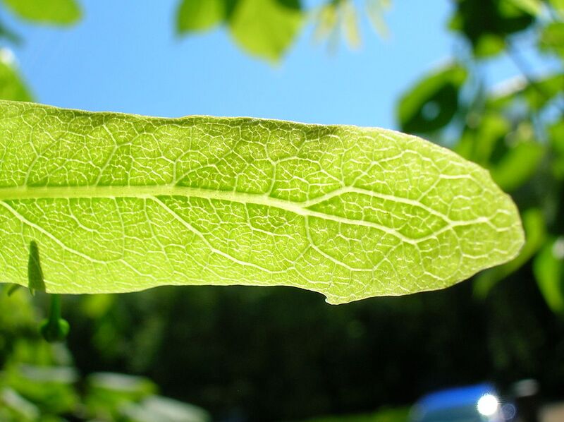 File:1024px-Tilia x cordata flower veination.JPG