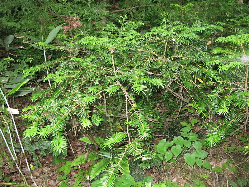 File:1024px-Torreya nucifera var. radicans 1.JPG
