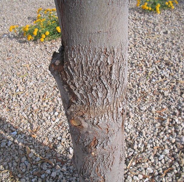 File:1036px-Acacia-salicina-bark2.jpg