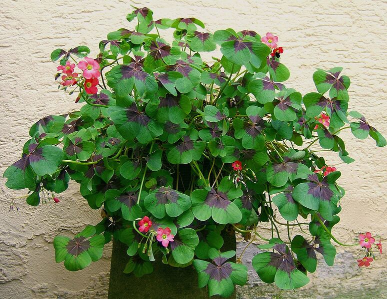 File:1280px-2007-07-01Oxalis tetraphylla04.jpg