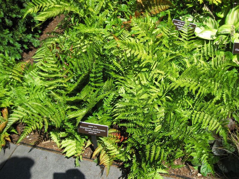 File:1280px-IMG 0093 nybg09.jpg