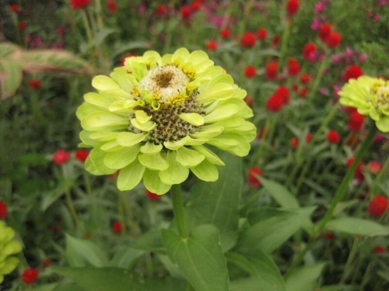 File:1280px-IMG 1414 bbg09.jpg