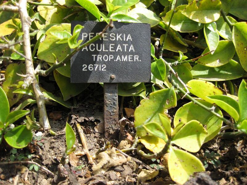 File:1280px-IMG 4279 hunt0904.jpg