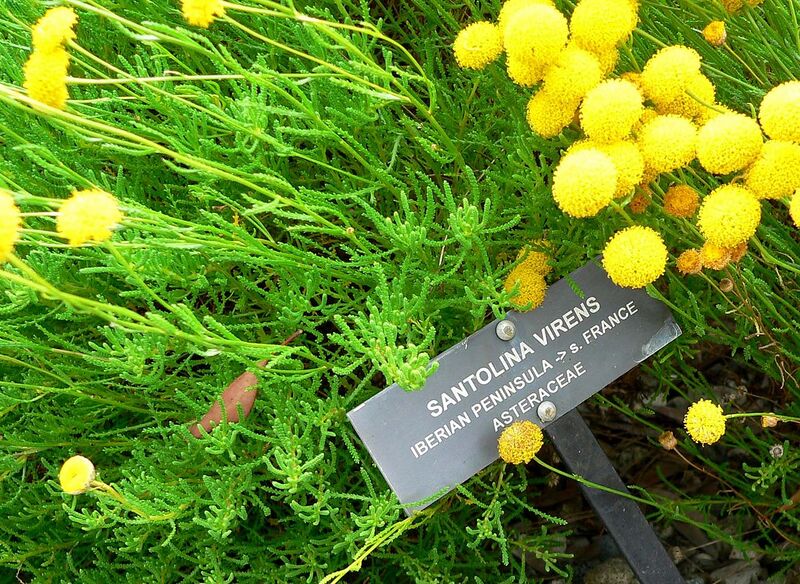 File:1280px-Santolina virens 3.jpg