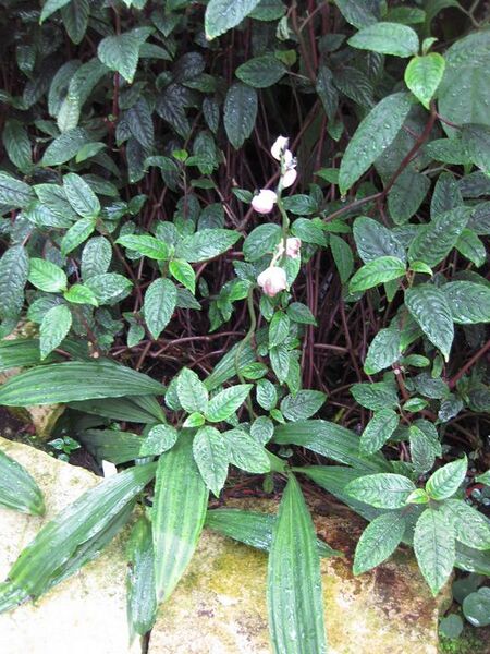 File:576px-IMG 1831 hunt09oct.jpg