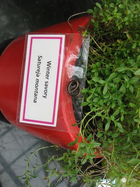 File:576px-IMG 7555 hunt09jun.jpg