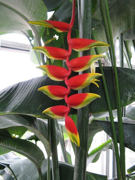 File:768px-Heliconia pendula1.jpg
