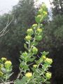 Baccharis rhomboidalis