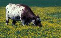 A cow grazing on birdsfoot trefoil.