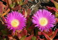 Pink blossomed Carpobrotus edulis
