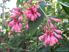 Cestrum elegans 'Smithii'