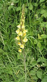 Linaria vulgaris