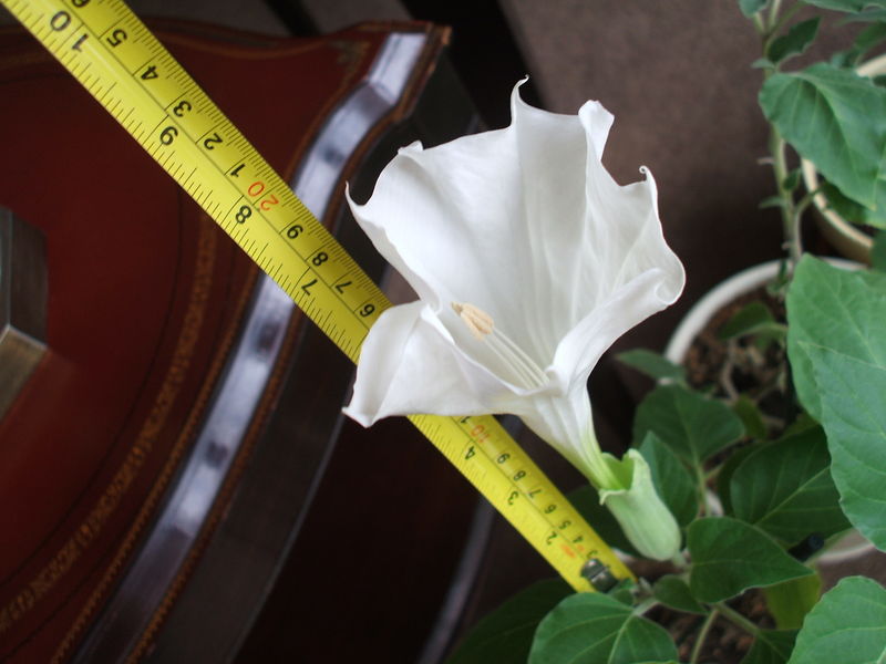 File:Datura blossom (large)-9682.jpg