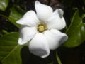 Gardenia brighamii - flower