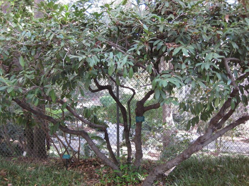 File:IMG 2397 ucla09.jpg