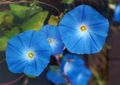 (misnamed as violacea)
