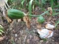 iris seed pod