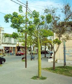 A sapling of Ceiba speciosa, planted in a small urban square in Rosario, Argentina.