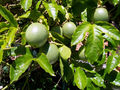 Passion fruit still on the vine
