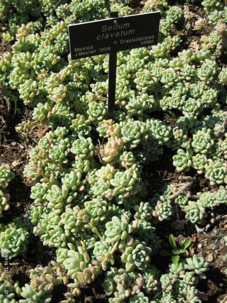 File:Sedum clavatum-IMG 0520 hunt07.jpg