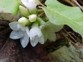 Thumbnail for version as of 09:49, 12 May 2007