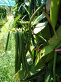 Vanilla fruit