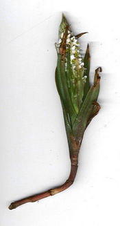 Zeuxine strateumatica