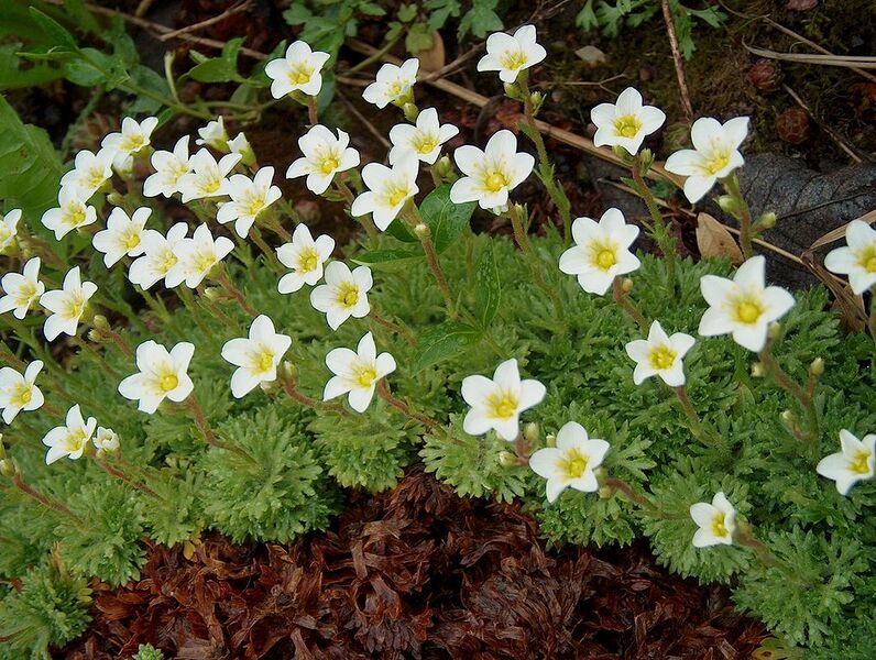 File:1019px-Saxifraga decipiens White V08 H3990.jpg