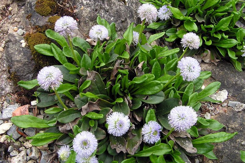 File:1024px-Globularia nudicaulis1.jpg