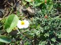 Thumbnail for version as of 09:45, 29 April 2025