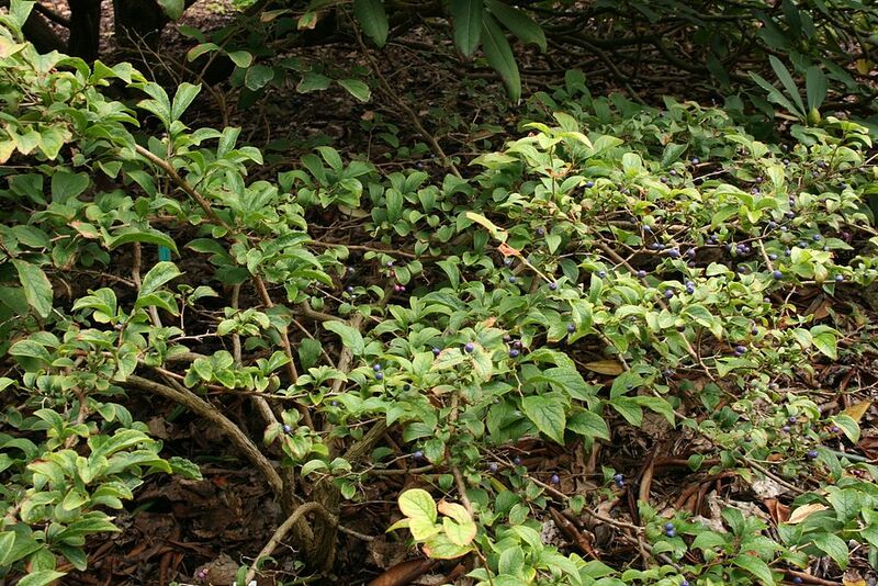 File:1024px-Symplocos-paniculata-habitus.jpg